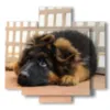 kleiner hund in bilder - version: 5 pannelli 89x85cm