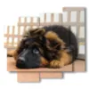 kleiner hund in bilder - version: 5 pannelli 106x98cm