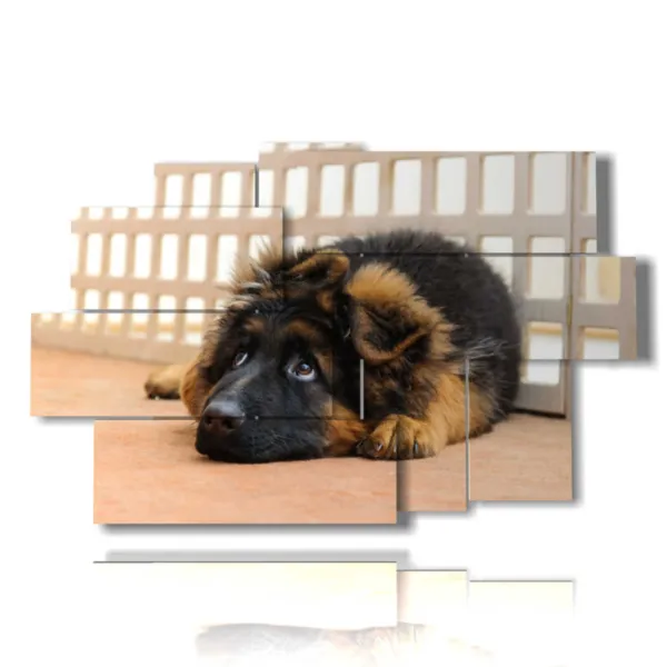 dog in the paintings