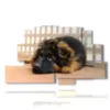 kleiner hund in bilder - version: 9 pannelli 173x103cm