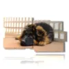 little dog in the paintings - version: 10 pannelli 183x100cm