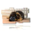 petit chien dans les tableaux - version: 11 pannelli 184x104cm