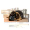 kleiner hund in bilder - version: 11 pannelli 197x106cm