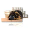 little dog in the paintings - version: 12 pannelli 220x119cm