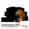 quadro con foto di cani di razza - version: 9 pannelli 173x103cm