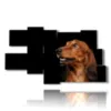 painting with photos of purebred dogs - version: 9 pannelli 180x103cm