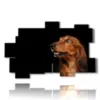painting with photos of purebred dogs - version: 11 pannelli 182x115cm