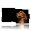 caja con fotos de perros de raza - version: 10 pannelli 183x100cm