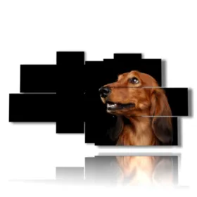 Fotos von Hunden verschiedener Rassen