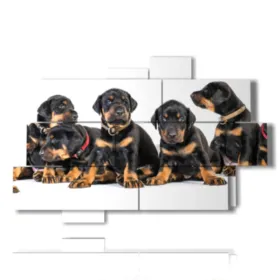 photos de chiots canins