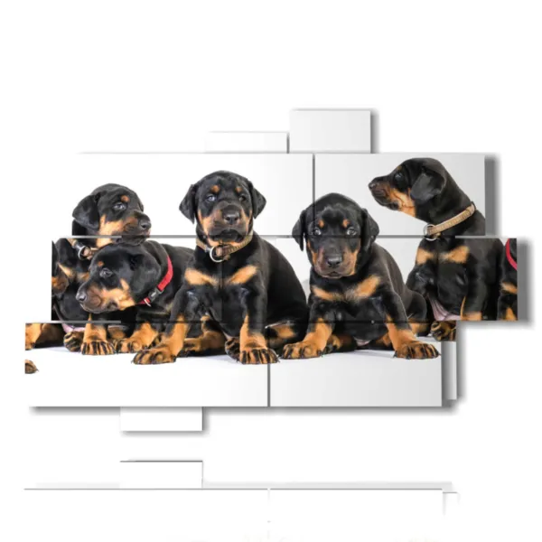 fotos de cachorros de perros