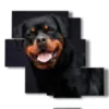 quadro con foto di cane - version: 5 pannelli 104x92cm
