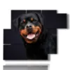 painting with dog photo - version: 6 pannelli 122x96cm
