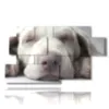 cuadro con imagenes de perros pequenos - version: 7 pannelli 157x90cm