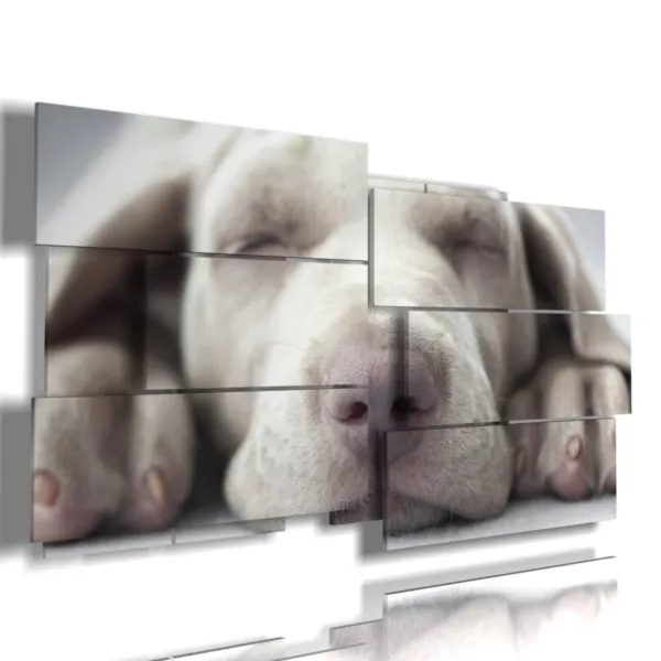 images de petits chiens