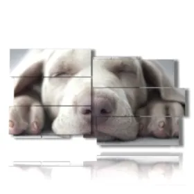 photo de petits chiens