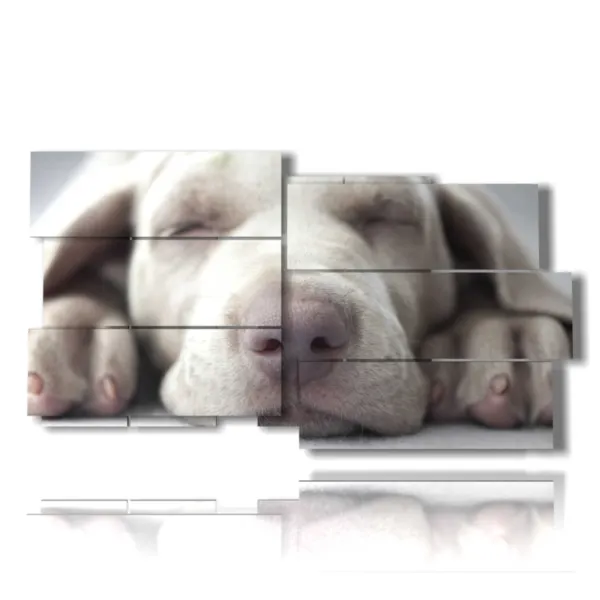 photo de petits chiens