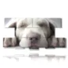 painting with pictures of small dogs - version: 8 pannelli 186x97cm