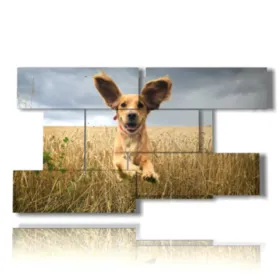 Fotos de perros bonitos