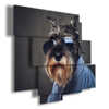 tableau avec des images de chiens à lunettes