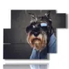 tableau avec des images de chiens a lunettes - version: 6 pannelli 122x96cm