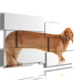 cuadros con perro salchicha