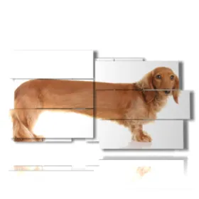 foto di cane bassotto