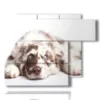 picture with pictures of beautiful dogs - version: 6 pannelli 122x96cm