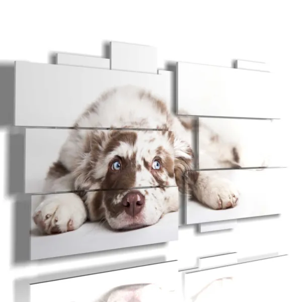 Tableaux avec des photos de chiens magnifiques.