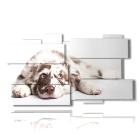 Fotos von wunderschönen Hunden