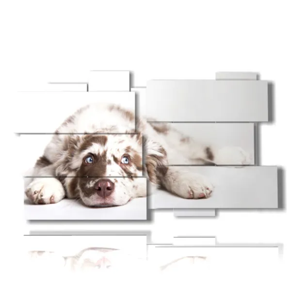 Beautiful photos of dogs