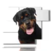bild mit fotos von reinrassigen hunden - version: 6 pannelli 122x96cm