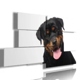 Cuadro con foto de perros de raza.