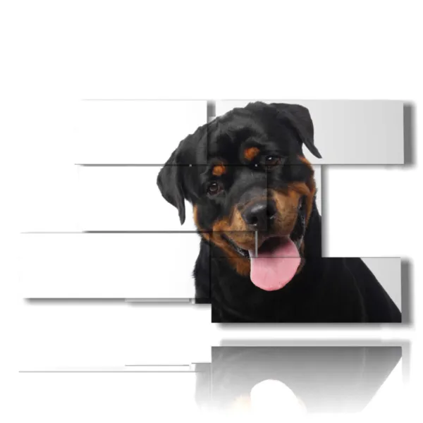 Photos de chiens de race