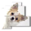 cuadro con fotos de perros pequenos - version: 4 pannelli 83x78cm