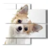 picture with photos of small dogs - version: 4 pannelli 91x85cm