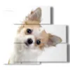 picture with photos of small dogs - version: 5 pannelli 102x93cm