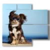 quadro con foto cani divertenti - version: 4 pannelli 91x85cm