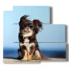 quadro con foto cani divertenti - version: 5 pannelli 102x93cm