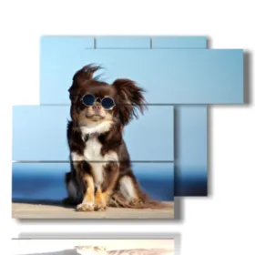 foto cani divertenti