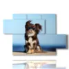 painting with funny dogs photos - version: 5 pannelli 128x85cm