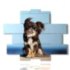 quadro con foto cani divertenti - version: 13 pannelli 186x152cm