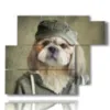 paintings dogs sports clothes - version: 6 pannelli 122x96cm