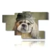 paintings dogs sports clothes - version: 7 pannelli 172x103cm