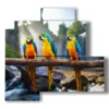 paintings with parrot birds - version: 4 pannelli 83x78cm
