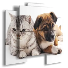 Bilder mit freundlichen Hunden und Katzen
