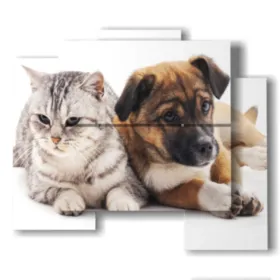 Bilder mit Hunden und Katzen