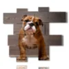 cuadro lindo perro - version: 11 pannelli 171x150cm