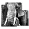 tableaux d elephants photos artistiques - version: 5 pannelli 102x93cm