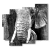 elefant bilder art photos - version: 5 pannelli 106x98cm